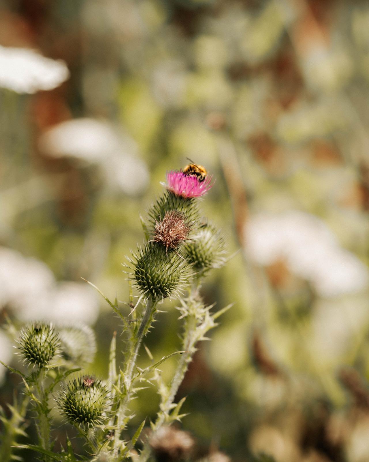 Wildflowers and bees in the grounds